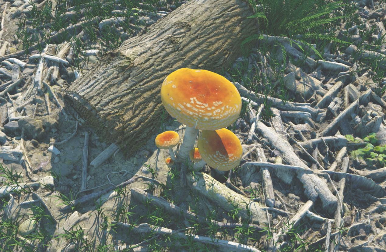 The Family Fungii By Esvy Renders